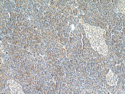 LIPH Mouse anti-Human, Porcine, Clone: 1F5D10, Proteintech 150 &mu;L; Unconjugated:Antibodies,