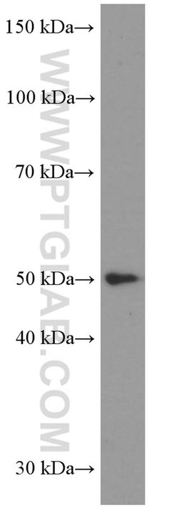LIPH Mouse anti-Human, Porcine, Clone: 1F5D10, Proteintech 150 &mu;L; Unconjugated:Antibodies,