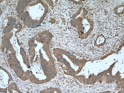 LIPH Mouse anti-Human, Porcine, Clone: 1F5D10, Proteintech 150 &mu;L; Unconjugated:Antibodies,