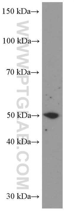 LIPH Mouse anti-Human, Porcine, Clone: 1F5D10, Proteintech 150 &mu;L; Unconjugated:Antibodies,