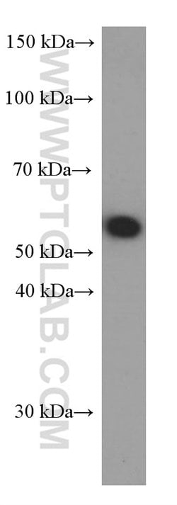 CD47 Mouse anti-Human, Clone: 1E1D8, Proteintech 150 &mu;L; Unconjugated:Antibodies,