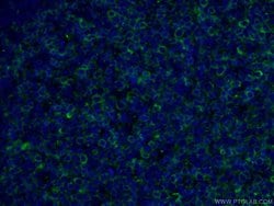 CD27 Mouse anti-Human, Clone: 1C1G3, Proteintech:Antibodies:Primary Antibodies