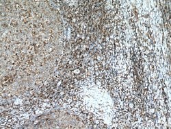 CD27 Mouse anti-Human, Clone: 1C1G3, Proteintech:Antibodies:Primary Antibodies