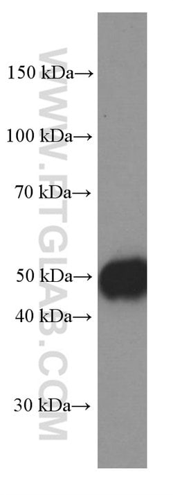 CD27 Mouse anti-Human, Clone: 1C1G3, Proteintech:  