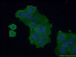 VPS37A Mouse anti-Human, Clone: 1F9A4, Proteintech 150 &mu;L; Unconjugated:Antibodies,