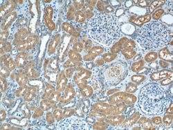 VPS37A Mouse anti-Human, Clone: 1F9A4, Proteintech 150 &mu;L; Unconjugated:Antibodies,