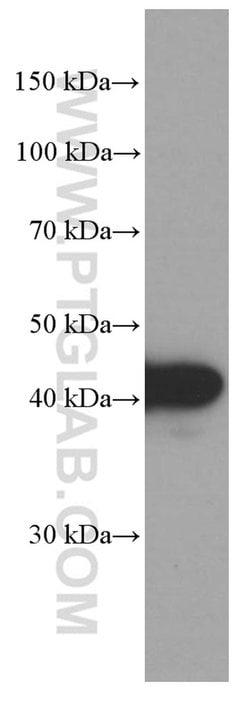 VPS37A Mouse anti-Human, Clone: 1F9A4, Proteintech 150 &mu;L; Unconjugated:Antibodies,
