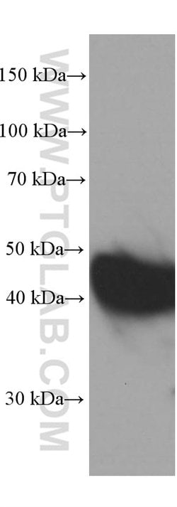 VPS37A Mouse anti-Human, Clone: 1F9A4, Proteintech 150 &mu;L; Unconjugated:Antibodies,