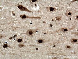 NUDT21 Mouse anti-Human, Mouse, Clone: 1C4C8, Proteintech 150 &mu;L; Unconjugated:Antibodies,