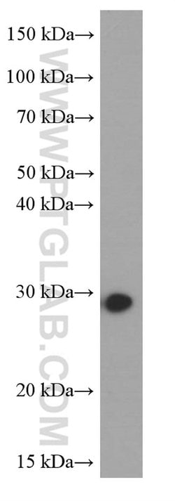 NUDT21 Mouse anti-Human, Mouse, Clone: 1C4C8, Proteintech 150 &mu;L; Unconjugated:Antibodies,