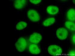 NUDT21 Mouse anti-Human, Mouse, Clone: 1C4C8, Proteintech 150 &mu;L; Unconjugated:Antibodies,