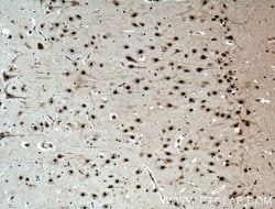 NUDT21 Mouse anti-Human, Mouse, Clone: 1C4C8, Proteintech 150 &mu;L; Unconjugated:Antibodies,