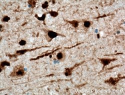 NUDT21 Mouse anti-Human, Mouse, Clone: 1C4C8, Proteintech 150 &mu;L; Unconjugated:Antibodies,