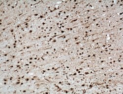 NUDT21 Mouse anti-Human, Mouse, Clone: 1C4C8, Proteintech 150 &mu;L; Unconjugated:Antibodies,