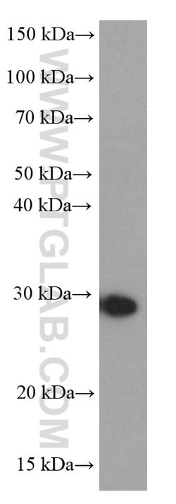 NUDT21 Mouse anti-Human, Mouse, Clone: 1C4C8, Proteintech 150 &mu;L; Unconjugated:Antibodies,