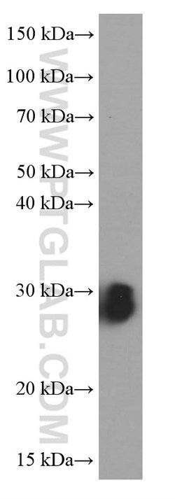 NUDT21 Mouse anti-Human, Mouse, Clone: 1C4C8, Proteintech 150 &mu;L; Unconjugated:Antibodies,