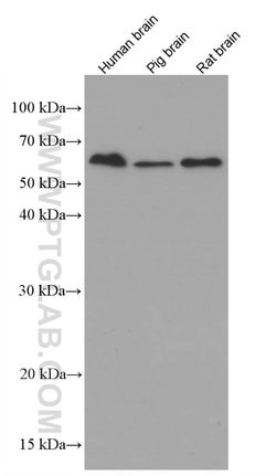 MMP3 Mouse anti-Human, Mouse, Porcine, Rat, Clone: 1F5A9, Proteintech:Antibodies:Primary