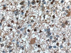 PHF10 Mouse anti-Human, Mouse, Clone: 4D4C6, Proteintech 150 &mu;L | Buy Online | Proteintech Group Inc | Fisher Scientific