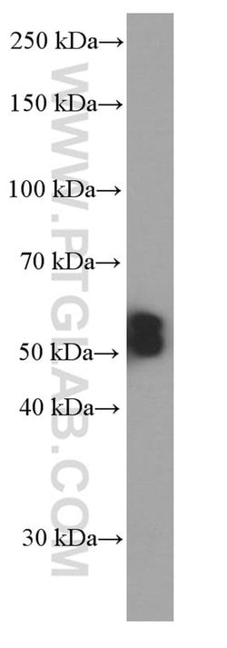 PHF10 Mouse anti-Human, Mouse, Clone: 4D4C6, Proteintech 150 &mu;L | Buy Online | Proteintech Group Inc | Fisher Scientific