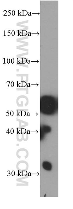 PHF10 Mouse anti-Human, Mouse, Clone: 4D4C6, Proteintech 150 &mu;L | Buy Online | Proteintech Group Inc | Fisher Scientific