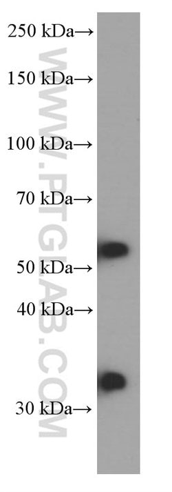 PHF10 Mouse anti-Human, Mouse, Clone: 4D4C6, Proteintech 150 &mu;L | Buy Online | Proteintech Group Inc | Fisher Scientific