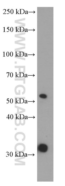 PHF10 Mouse anti-Human, Mouse, Clone: 4D4C6, Proteintech 150 &mu;L | Buy Online | Proteintech Group Inc | Fisher Scientific
