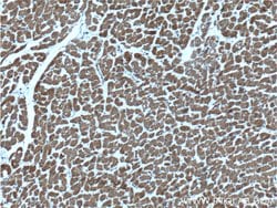 CLIC4 Mouse anti-Human, Porcine, Rat, Clone: 1B7F9, Proteintech:Antibodies:Primary
