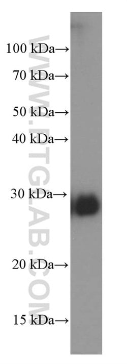 CLIC4 Mouse anti-Human, Porcine, Rat, Clone: 1B7F9, Proteintech:Antibodies:Primary
