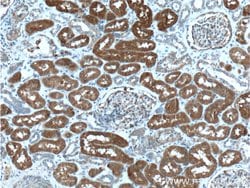 CLIC4 Mouse anti-Human, Porcine, Rat, Clone: 1B7F9, Proteintech:Antibodies:Primary