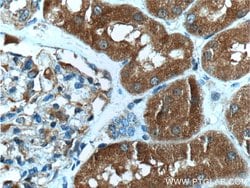 CLIC4 Mouse anti-Human, Porcine, Rat, Clone: 1B7F9, Proteintech:Antibodies:Primary