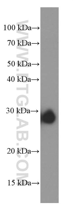 CLIC4 Mouse anti-Human, Porcine, Rat, Clone: 1B7F9, Proteintech:Antibodies:Primary
