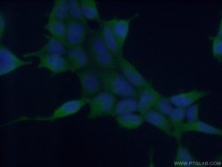 ASNA1 Mouse anti-Human, Mouse, Porcine, Rat, Clone: 1B7C11, Proteintech