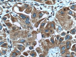 ASNA1 Mouse anti-Human, Mouse, Porcine, Rat, Clone: 1B7C11, Proteintech