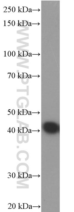 ASNA1 Mouse anti-Human, Mouse, Porcine, Rat, Clone: 1B7C11, Proteintech