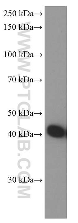 ASNA1 Mouse anti-Human, Mouse, Porcine, Rat, Clone: 1B7C11, Proteintech