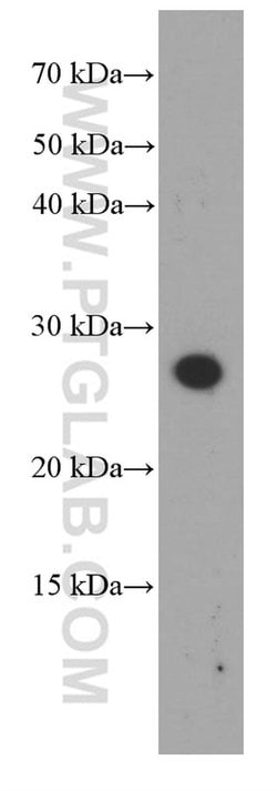 Dermatopontin Mouse anti-Human, Rat, Clone: 4B1A12, Proteintech:Antibodies:Primary