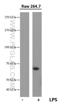 COX2/ Cyclooxygenase 2 Mouse anti-Human, Mouse, Clone: 3G2B9, Proteintech