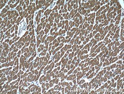 CBLB Mouse anti-Human, Mouse, Porcine, Rat, Clone: 2D3A2, Proteintech 150