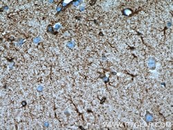 BRE Mouse anti-Human, Mouse, Rat, Clone: 2E5A5, Proteintech:Antibodies:Primary