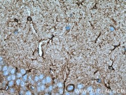 BRE Mouse anti-Human, Mouse, Rat, Clone: 2E5A5, Proteintech:Antibodies:Primary