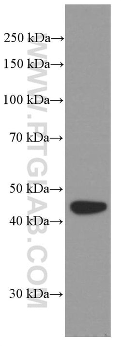 BRE Mouse anti-Human, Mouse, Rat, Clone: 2E5A5, Proteintech:Antibodies:Primary