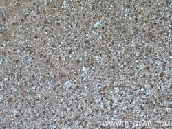 BRE Mouse anti-Human, Mouse, Rat, Clone: 2E5A5, Proteintech:Antibodies:Primary