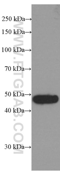 BRE Mouse anti-Human, Mouse, Rat, Clone: 2E5A5, Proteintech:Antibodies:Primary