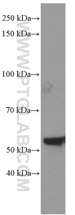 NONO Mouse anti-Human, Mouse, Rat, Clone: 2A2B10, Proteintech 150 &mu;L;