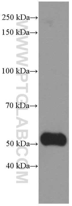 NONO Mouse anti-Human, Mouse, Rat, Clone: 2A2B10, Proteintech 150 &mu;L;