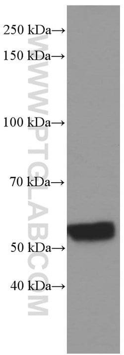 NONO Mouse anti-Human, Mouse, Rat, Clone: 2A2B10, Proteintech 150 &mu;L;