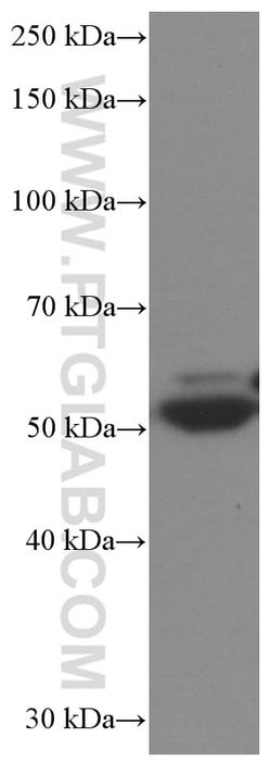SKAP2 Mouse anti-Human, Mouse, Porcine, Rat, Clone: 2G3G9, Proteintech:Antibodies:Primary