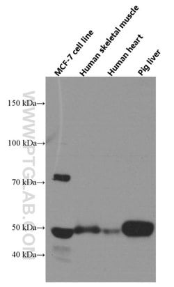 Proteintech Group Inc NFIL3 Mouse anti-Human, Porcine, Clone: 2F4B4, Proteintech