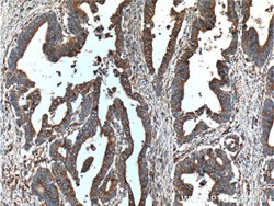 Occludin Mouse anti-Human, Mouse, Porcine, Rat, Clone: 1D3C4, Proteintech:Antibodies:Primary