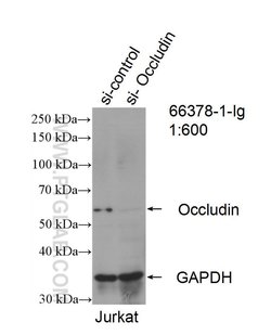 Occludin Mouse anti-Human, Mouse, Porcine, Rat, Clone: 1D3C4, Proteintech:Antibodies:Primary